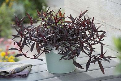 《幻兽帕鲁》开发商回应任天堂起诉：暂不清楚侵权细节